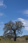 Lonely Dead Tree Stock Photo