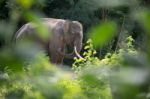 Elephant In Forest Stock Photo