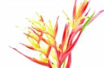 Heliconia Ladydi Stock Photo