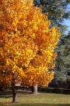 East Grinstead, West Sussex/uk - October 26 : Tulip Trees (lirio Stock Photo