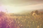 Field Of Grass Flower At Sunset Stock Photo