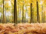 Autumn Forest Stock Photo