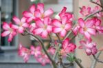 Beautiful Pink Azalea Flowers Plant Stock Photo