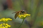 Wasp  Stock Photo