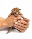 Bengal Kitten And Human Hand Stock Photo