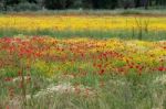 A Field Of Spring Flowers In Castiglione Del Lago Province Of Perugia Stock Photo