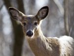 Beautiful Isolated Photo Of A Wild Deer In The Forest Stock Photo