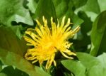 Dandelion Stock Photo