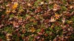 Autumn Maple Leaves On Green Plant Ground Stock Photo