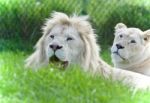 Isolated Image Of Two White Lions Laying Together Stock Photo