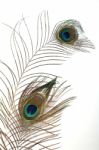 Peacock Plume Stock Photo