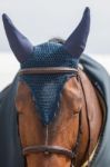 Jumping Horse Head Stock Photo