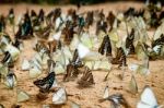 Diversity Of Butterfly Species,butterfly Eating Salt Licks On Ground Stock Photo