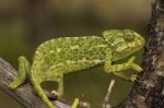 Cute Green Chameleon Stock Photo