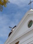 Faro, Southern Algarve/portugal - March 7 : Storks  At Faro In P Stock Photo