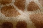 Giraffe Skin Stock Photo