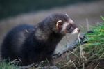 European Polecat (mustela Putorius) Stock Photo