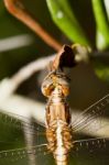 Red-veined Darter Stock Photo