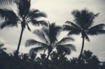 Palm Trees Silhouettes On The Beach On A Cloudy Day Stock Photo