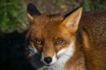 Red Fox (vulpes Vulpes) Stock Photo