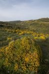 Landscape With Ulex Densus Shrubs Stock Photo