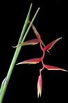 Heliconia Rostrata On Black Stock Photo