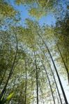 Bamboo Forest Stock Photo