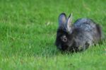 Rabbit Stock Photo