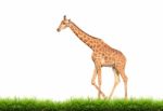 Giraffe With Green Grass Isolated Stock Photo