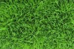 Grass Stock Photo