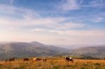 Cows On A Mountain Pasture. Autumn Hills Stock Photo