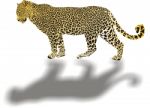 Leopard Illustration With Shadow Stock Photo