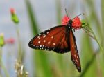 Danaus Gilippus Thersippus Stock Photo