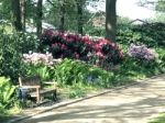 Rhododendron-flowers In The Park Stock Photo