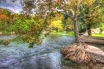 Tree Roots On The River Stock Photo