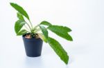 Dorstenia Foetida On White Background Stock Photo