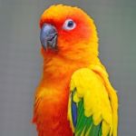 Sun Conure Stock Photo