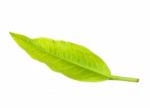 Tea Leaf Isolated On The White Background Stock Photo