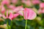 Closeup On Spadix Flower In Rainforest Stock Photo