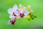 Orchid,spa Background Stock Photo