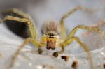 
Ambush Prey On Spider Webs Trap Nests Stock Photo