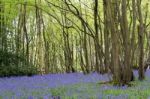 Sussex Bluebells Stock Photo