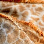 Giraffe Skin Stock Photo