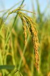 Jasmine Rice Ear Stock Photo