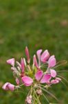 Cleome Or Spider Flower, A Tall Blooming Annual Stock Photo