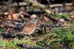 Hedge Accentor On The Canopy Floor Stock Photo