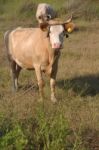 Brown Cow Stock Photo