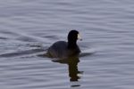 Beautiful Image With Amazing American Coot In The Lake Stock Photo