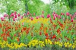 Blooming Tulips In Garden Stock Photo