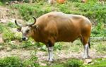 Banteng Stock Photo